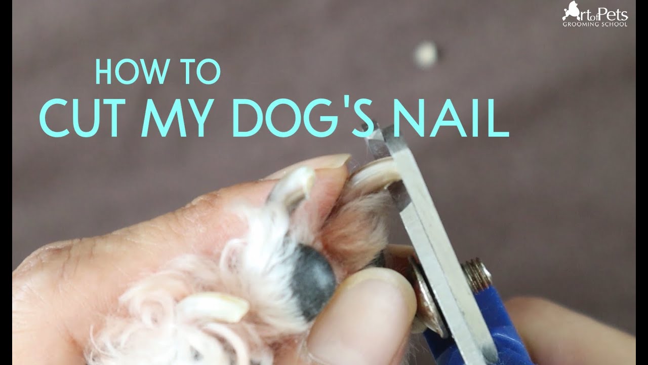 How To Cut Dog Nails And Grind Them Too YouTube how-to-cut-dog-nails-and-grind-them-too-youtube