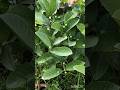 Thai pink guava grafted plant ☘️#plantnursery #plants #guava #guavaplant @TheSocialFactory