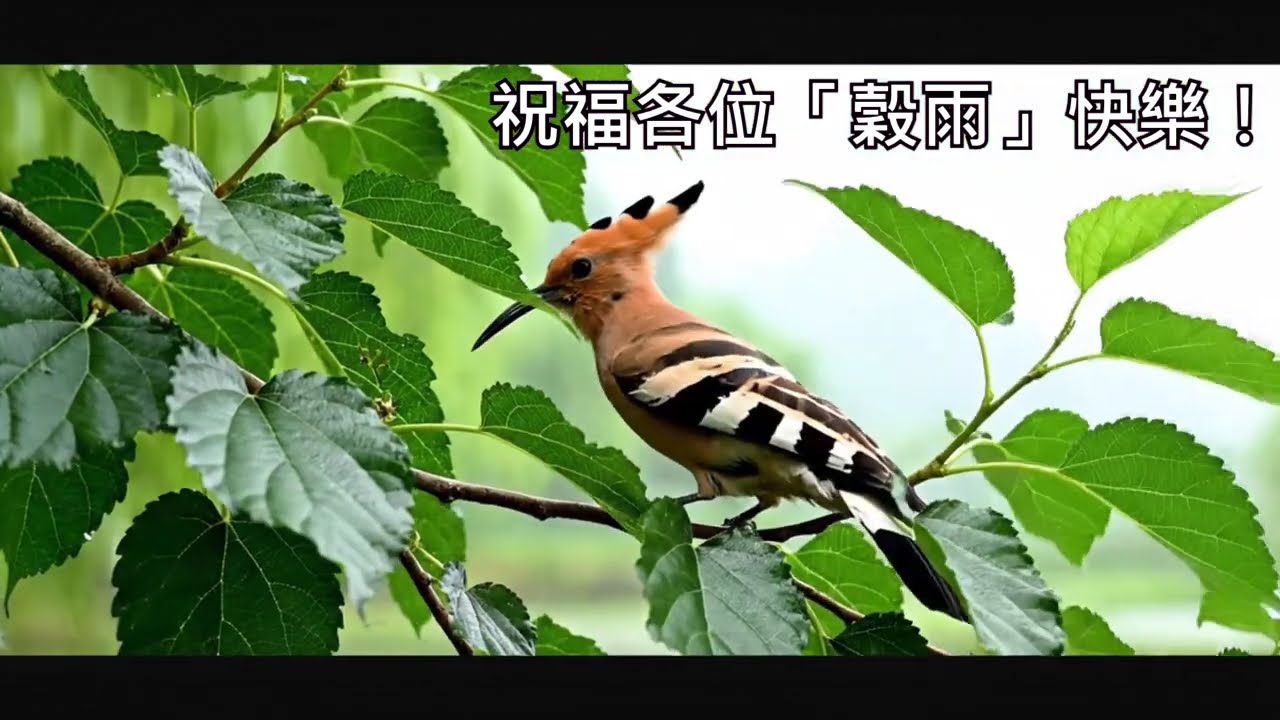 穀雨（國曆四‧一九至四‧二一）