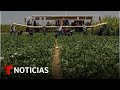 Sequía afecta siembra de dos tercios de las frutas del país | Noticias Telemundo