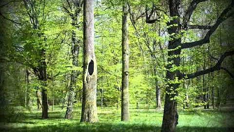 Jak kamień w wodzie