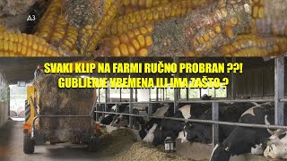 FARMER SA NAJVIŠE MLEKA po kravi u SRBIJI - odvaja KLIP PO KLIP KUKURUZA - ludost ili ne baš ??!