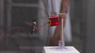 How Do You Weigh A Hummingbird?