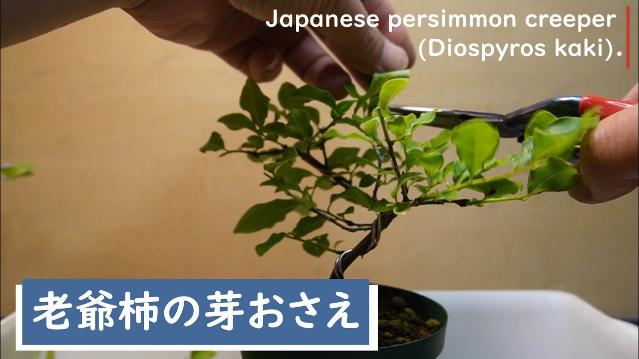 老爺柿の芽おさえ 2024.05.15（Japanese persimmon creeper (Diospyros
