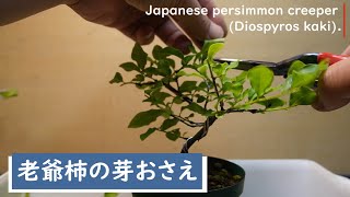 老爺柿の芽おさえ 2024.05.15（Japanese persimmon creeper (Diospyros