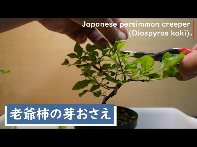 老爺柿の芽おさえ 2024.05.15（Japanese persimmon creeper (Diospyros