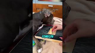 O Cachorro Caiu no Truque 😂