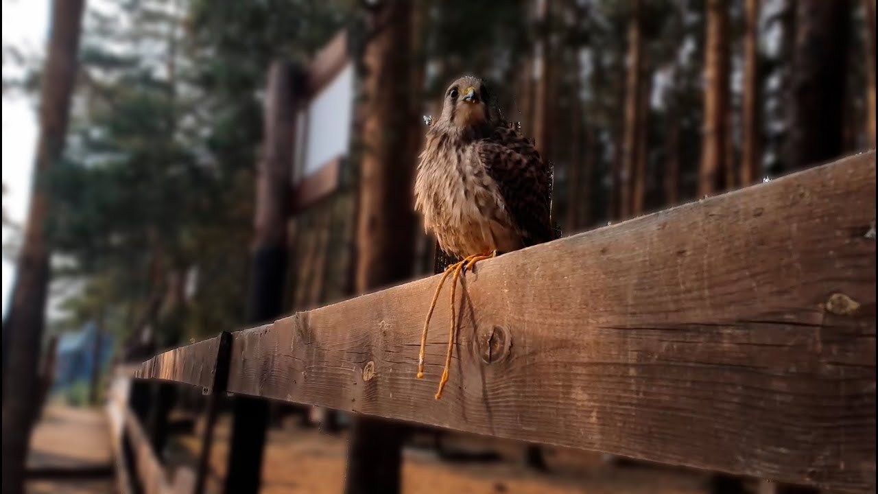 Сокол ПУСТЕЛЬГА летает на руку / Время Сокола - YouTube