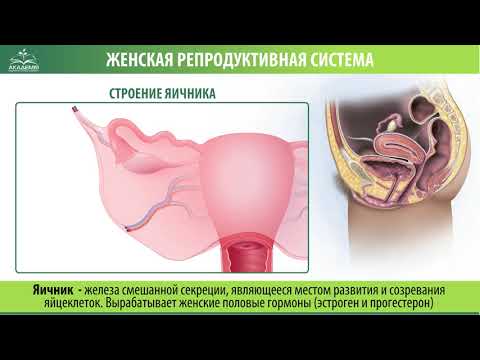 Женская репродуктивная система