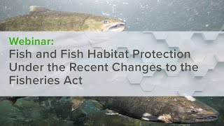 Fish and Fish Habitat Protection Under the Recent Changes to the Fisheries Act
