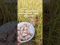 听到我喊它就会第一时间出来见我 这些年没有白白给你们食物 狐狸 海龙家的思密达白狐 狐狸 搞笑 狐兄弟 狐狸 搞笑 狐兄弟 Pets 人類迷惑行為 野生动物零距离 