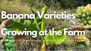 Banana Varieties at the Farm | Growing Bananas