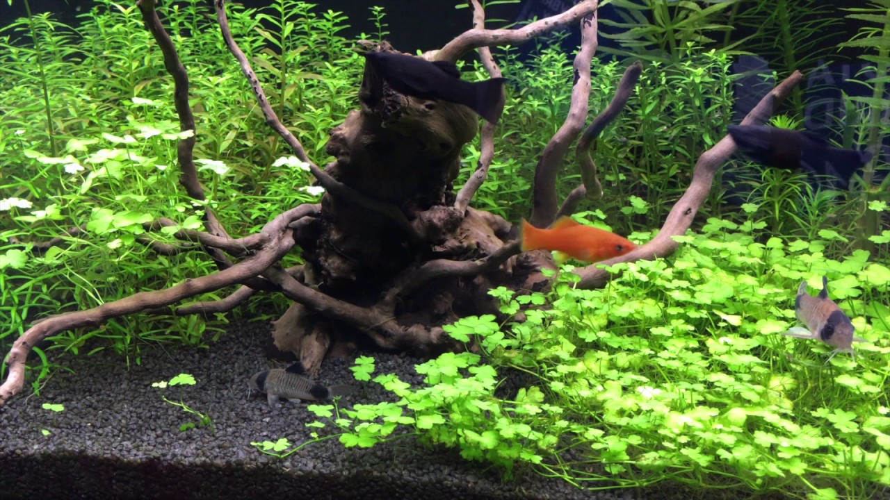 25. Nadmiar azotu i fosforu opanowany.