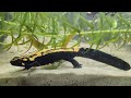 Laotriton laoensis adjusting to their new tank.