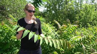 Treeofheaven (Ailanthus altissima): A listed invasive plant in Wisconsin