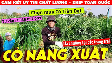Top 6 loại giống cỏ chăn nuôi năng xuất cao tốt nhất hiện nay
