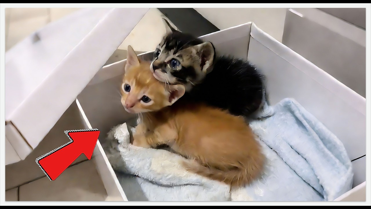 I Wanted 1 Cat… But Fate Gave Me 2 Abandoned Kittens 😱#rescue #rescueefforts #cat #pets