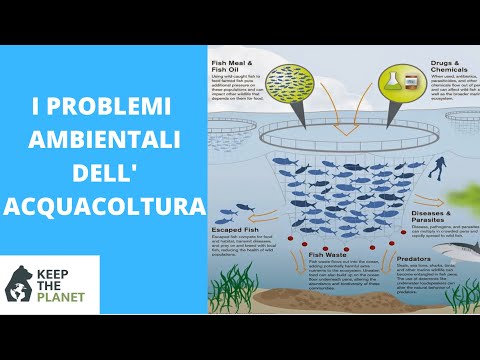 Video: Composizione Delle Specie E Preferenze Dell'habitat Della Fauna Ittica Costiera Della Baia Di Bonne, Terranova