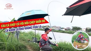 Câu cá Chép cũ với Mồi Chép Đuôi Đỏ - Cá khôn cá khó không phải lo