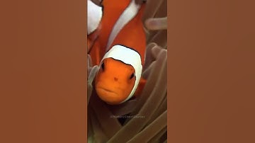 Clown Fish Like In Finding Nemo | Animal Documentary #shorts #video #animals #ocean