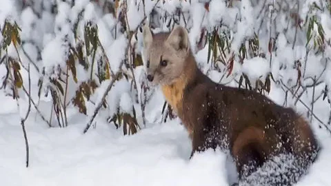 Ojibwe Word of the Day Waabizheshi. ᐙᐱᔐᔑ᙮ 'a pine marten'