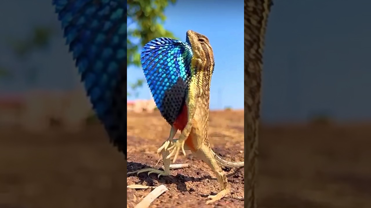 Fast and flashy! The Sitana lizard 