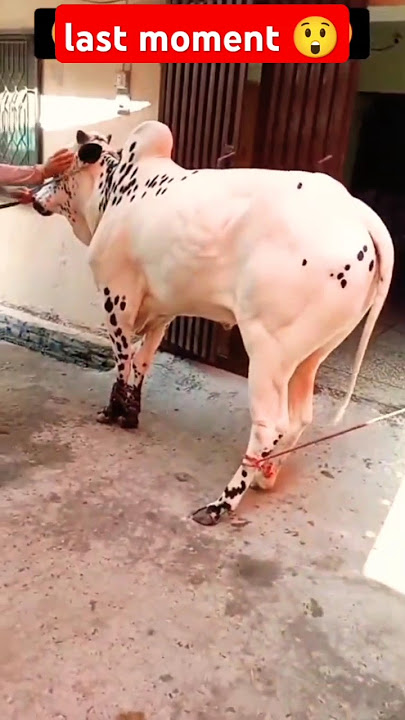 Eid ul adha 2024 some interesting moment | #shorts #eiduladha2024 #viral #akfunn