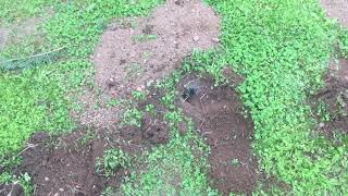BEST GOPHER SOLUTION