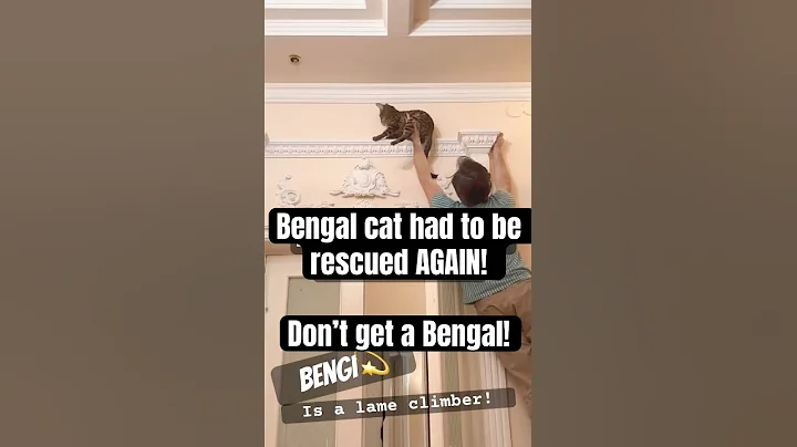 Video 8835511: bengal cat climbing, bengalcat catlover, beautiful bengal cat, don, rescue
