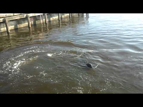 Bertus de zeehond uit Den Helder krijgt een maaltje vis