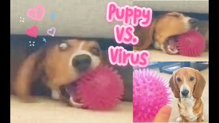 Puppy beagle helps beating virus