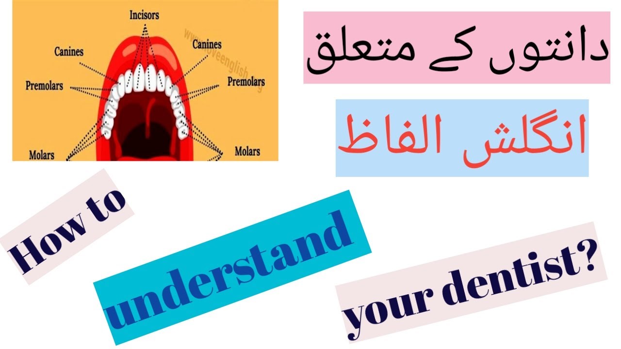 Dental Vocabulary With Urdu And Hindi Meaning Dental vrogue.co