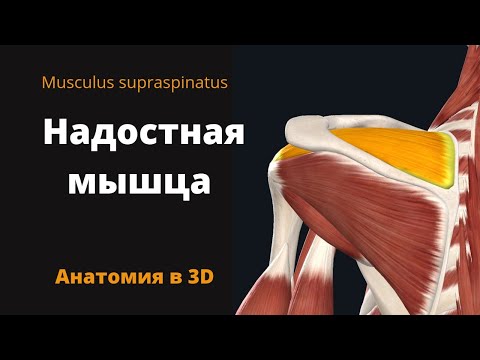 Надостная мышца. Musculus Supraspinatus. Краткий анатомический обзор.
