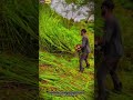 Grass Cutting Work | Worker Trimming Grass Efficiently #skilledworkers #grasscutting
