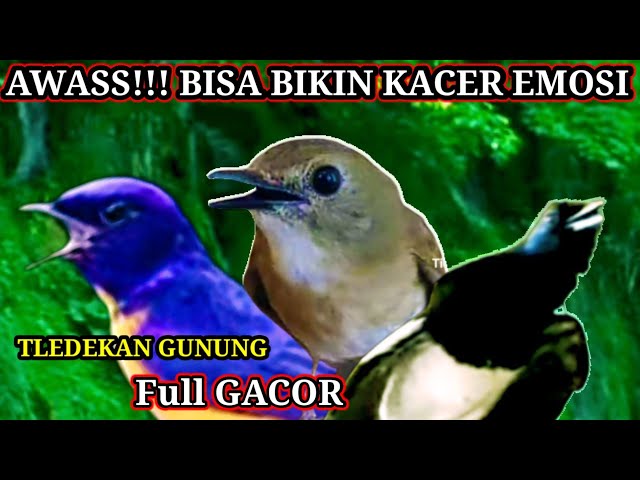 Masteran Tledekan Gunung Gacor Tembakannya Bikin Kacer Emosi class=