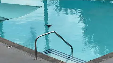 . The birds swim in the pool.