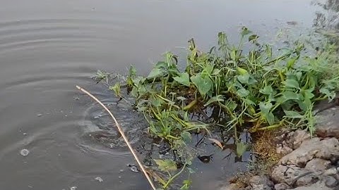 Cắm câu cá lóc trên đồng ruộng lúc bơm xạ | Long An quê tôi