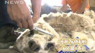 那須高原の牧場でアルパカの毛刈り　400頭一斉に（10/06/13）