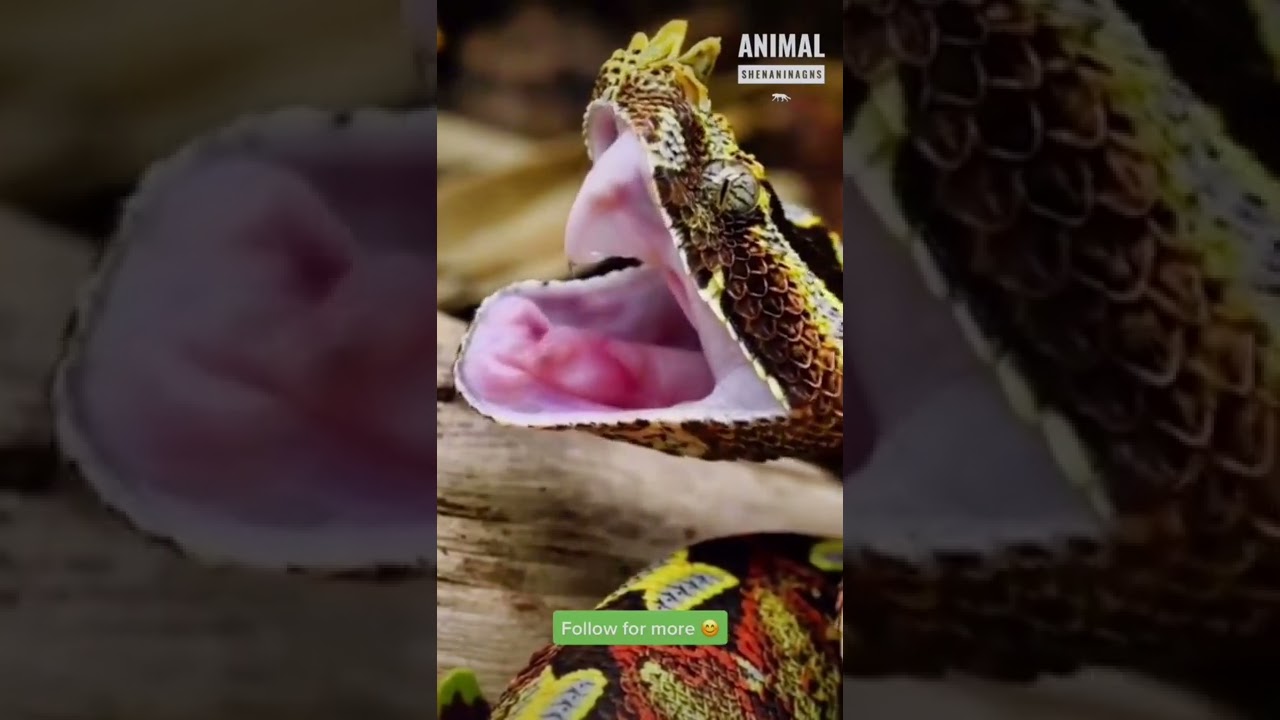 Dangerous but beautiful ❤️