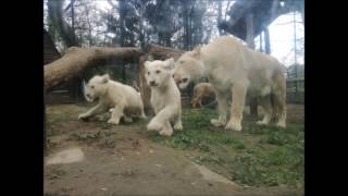 Nyíregyháza Zoo - April 8. 2017