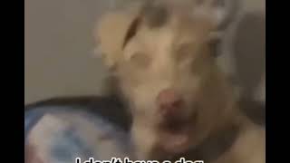 Famous Skinwalkers caught on camera  Wealth