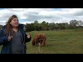 5 Fun Facts on the Farm 3 -Scottish Highland Cow