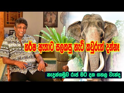 Nadungamuwa Raja Ashoka Dangolla නැදුන්ගමුවේ රාජා සතු මානුෂීය ගුණාංග  පොඩි රාජා ලොකු රාජා වටින අය