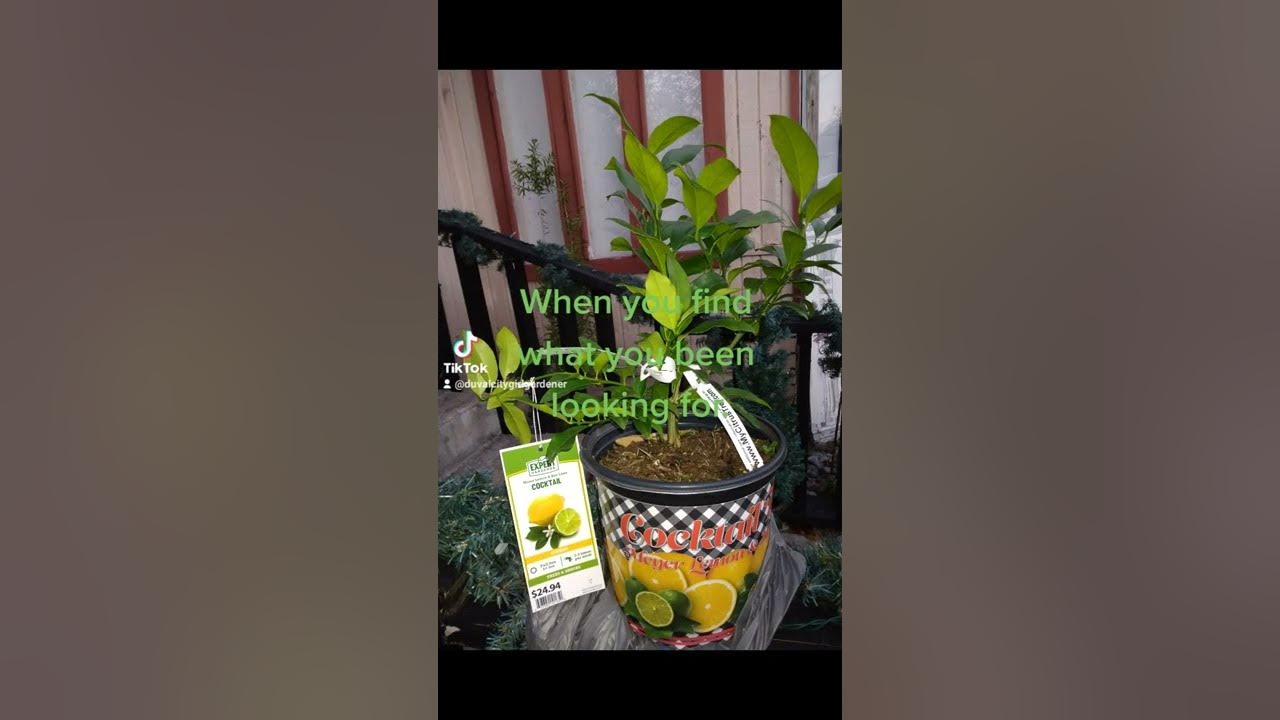 Found my Meyer lemon/lime cocktail tree. meyerlemonlime cocktailtree