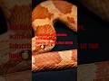 Red Rat Snake Birth! #animals #animalbirth #snake #snakevideo #shorts #wildlife