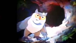 Friend Owl Tries To Sleep