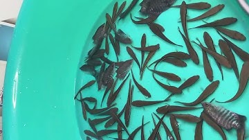 @calocvn ✅ Giống Cá Nước Ngọt: Cá Lóc Bông Thái giá 2k/con #cágiống #cálócbông @cadacsan