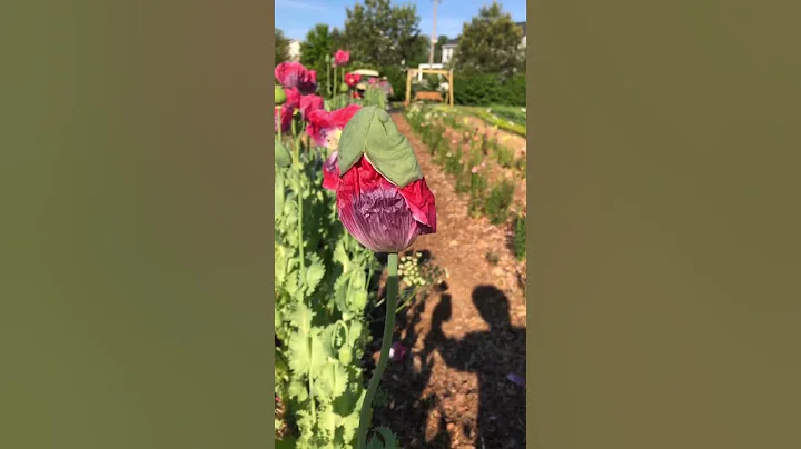 Sowed our poppies about 10 days ago and they are a beautiful 1 inch tall😊. - DayDayNews