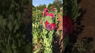 Sowed our poppies about 10 days ago and they are a beautiful 1 inch tall😊.