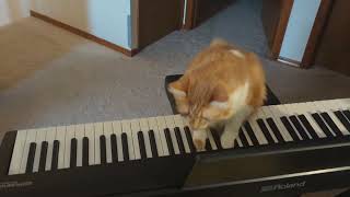 Mozart Kitteh